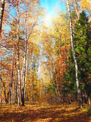 autumn background forest with oak birch trees and sunny beams