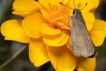 蜜を吸う