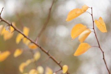 autumn leaves on tree