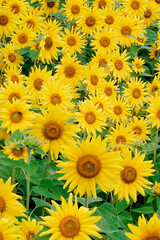 Fototapeta na wymiar Beautiful field of yellow sunflowers