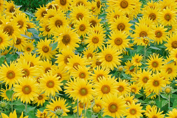 Fototapeta na wymiar Beautiful field of yellow sunflowers