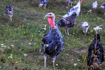 turkeys on the field
