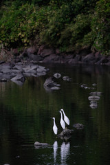 Naklejka na ściany i meble egrets in water