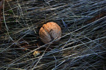 one walnut on dry grass