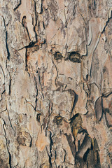 Outdoor broken bark macro close-up material texture