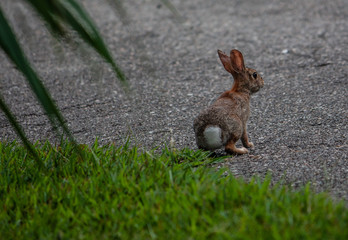 rabbit on road