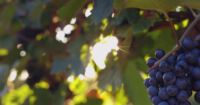 Blue grapes hanging in a grapevine during a breeze, vineyard at sunset
