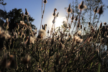 dried weeds and fied