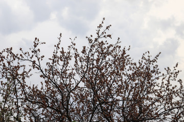 tree in bloom