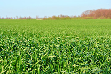 Field of green wheat (rye), trees without leaves on horizon, blue sunny sky, spring in Ukraine