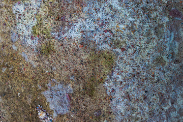 texture of lichen on rock