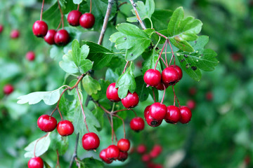 red cherries on the tree
