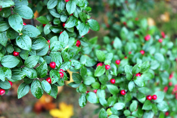 red berries seen from above 