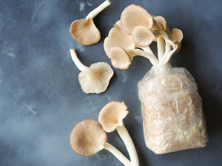 Indian oyster or lung oyster mushroom in a bag top view on grey background with copy space on the left side of the picture.