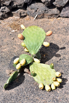 Cactus plants in Botanicactus garden, Lanzarote, Canary Islands, Spain
