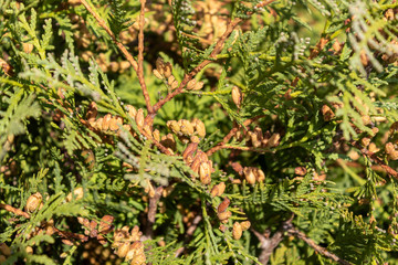 Pine Tree Branches Close Up