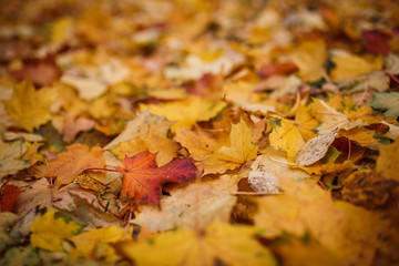 Carpet of yellow, red fallen leaves in autumn. Autumn season-bright leaves in the grass and on the ground