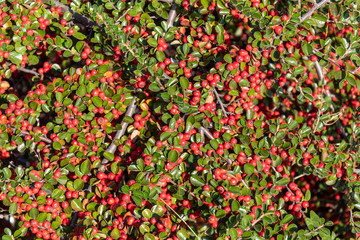 Red Berries Green Leaves Background
