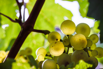 chardonnay raisin en macro