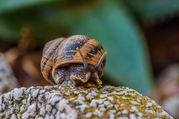 Close up of a snail on top of a stone