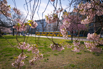 Kirschblüten in der Stadt