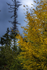The forest at the autumn in bright yellow and orange pastel colours 