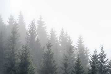 Fototapeta na wymiar Misty fog in pine forest on mountain slopes in the Carpathian mountains. Landscape with beautiful fog in forest on hill.