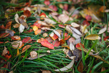 Carpet of yellow, red fallen leaves in autumn. Autumn season-bright leaves in the grass and on the ground