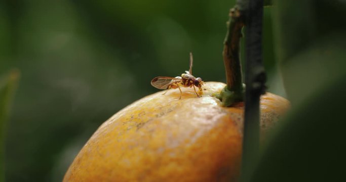 Close up insect pests on orange farm Fruit flies lay their eggs on citrus fruits Anastrepha ludens larval crawling on orange agriculture prevent and control plant diseases and eliminate pests concept 