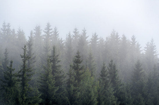 Misty fog in pine forest on mountain slopes in the Carpathian mountains. Landscape with beautiful fog in forest on hill. © Magryt