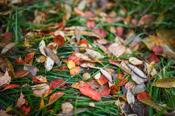 Carpet of yellow, red fallen leaves in autumn. Autumn season-bright leaves in the grass and on the ground