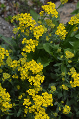 Obraz premium Basket of Gold Compacta yellow flowers