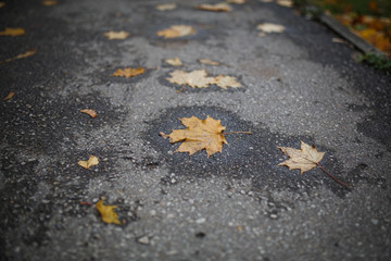 Fototapeta premium The asphalt road goes into the distance between the yellow trees in autumn. Autumn fallen yellow leaves on the road