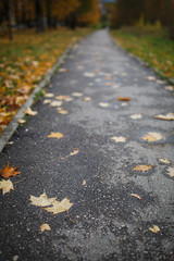 The asphalt road goes into the distance between the yellow trees in autumn. Autumn fallen yellow leaves on the road