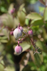 Pink Himalayan clematis