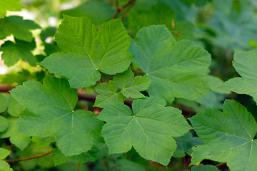 Berg-Ahorn (Acer pseudoplatanus) Blätter im Frühling