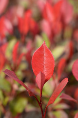 Photinia Little Red Robin leaves