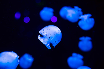 Naklejka na ściany i meble Bright transparent neon jellyfish in the aquarium. Dark background