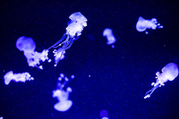 Obraz na płótnie Canvas Bright transparent neon jellyfish in the aquarium. Dark background