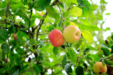 Red apples on the branch 