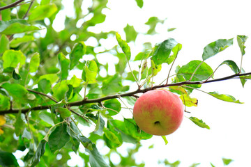 Red apples on the branch 