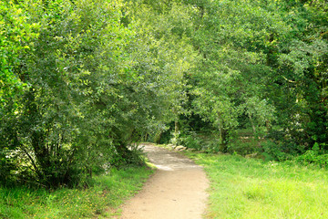 road in lonely forest