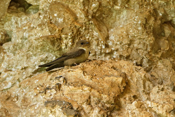 The Eurasian crag martin from Paklenica National Park, Croatia