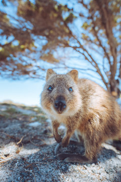 Cute quokka on Rottnest Island, Perth, Western Australia. These friendly marsupials are extremely friendly and happy to get close up to tourists. 
