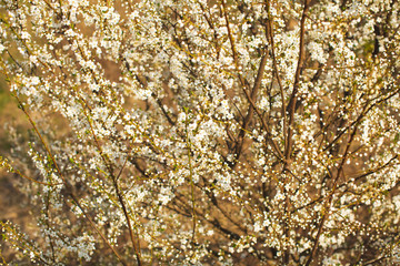 Nature background with white blooming flowers in spring day.