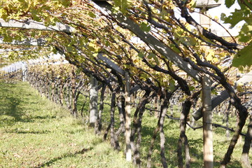 Durch die Weinreben