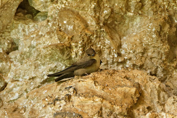 The Eurasian crag martin from Paklenica National Park, Croatia