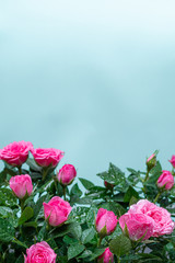 Bushy beautiful pale pink rose with dew drops on a light blue background. Close up.