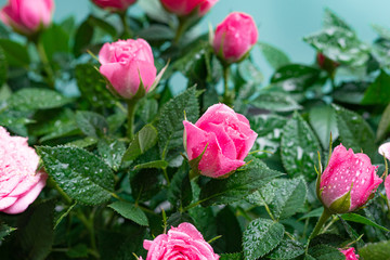Fototapeta na wymiar Bushy beautiful pale pink rose with dew drops on a light blue background. Close up.