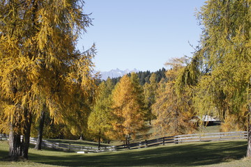 Pferdekoppel im Herbst